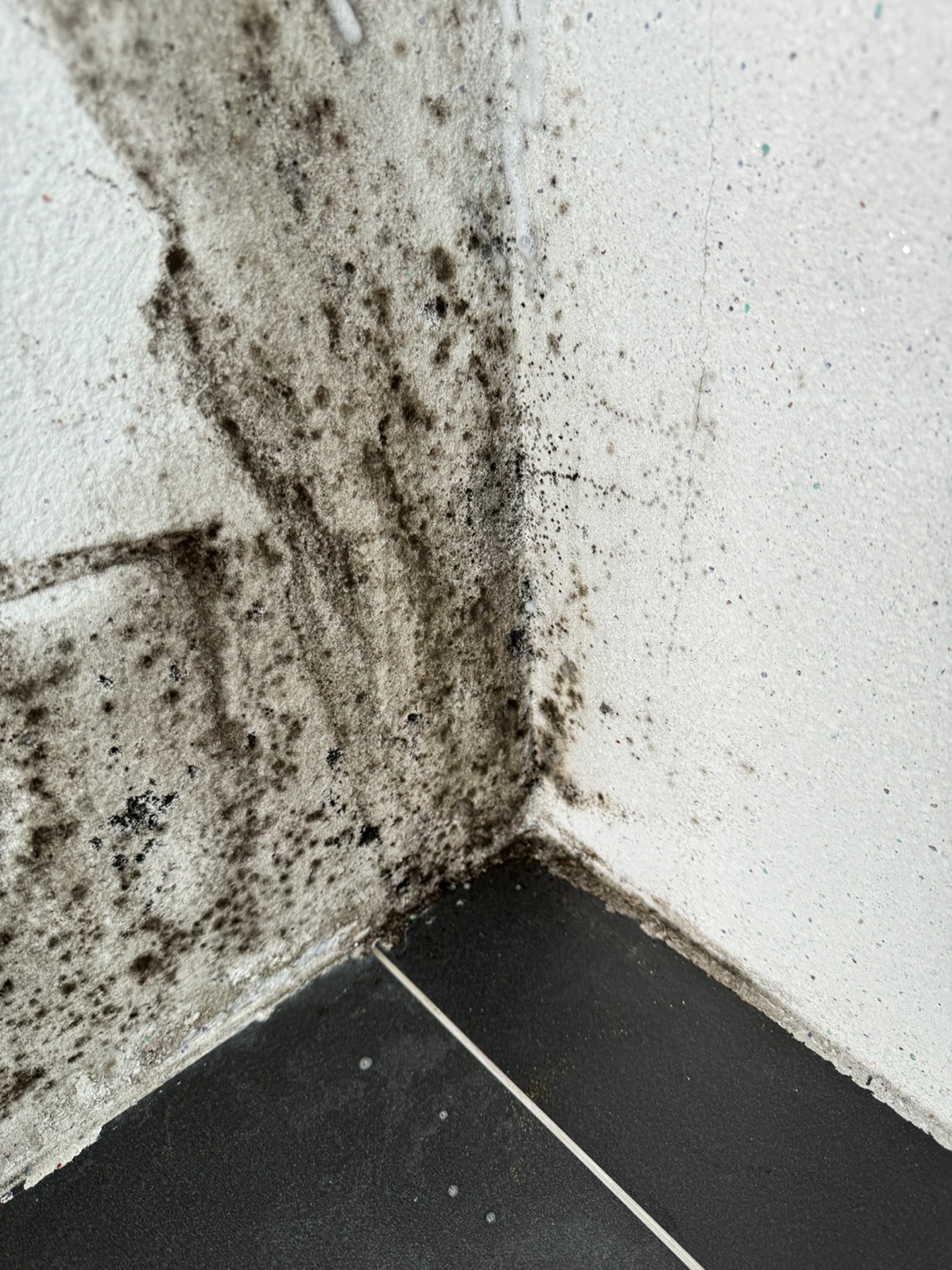 다용도실 곰팡이