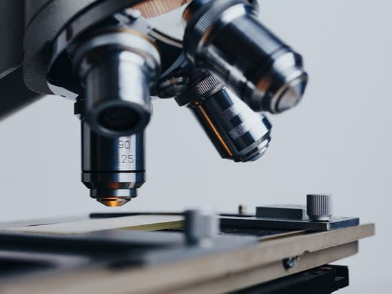 상황버섯 효능에 대한 연구 결과