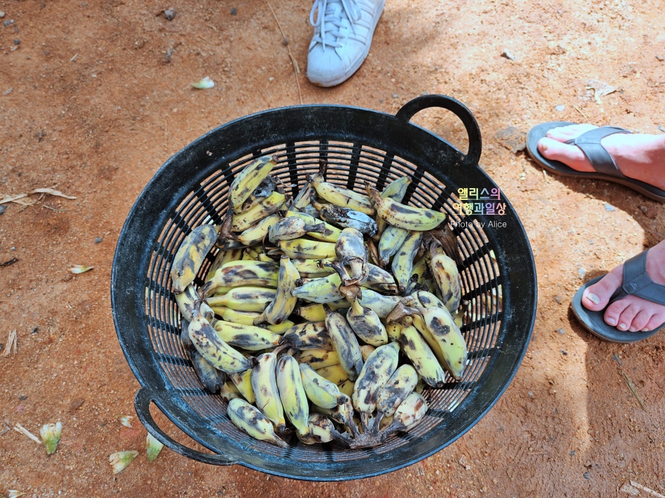푸켓 가볼만한곳, 엘리펀트 정글 생츄어리 코끼리 샤워시키기 밥주기 후기