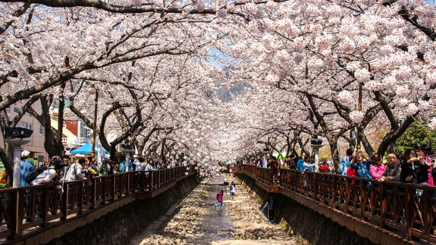 벚꽃 절정 시기 맞춰 가는 2025 진해 군항제 여행 TIP