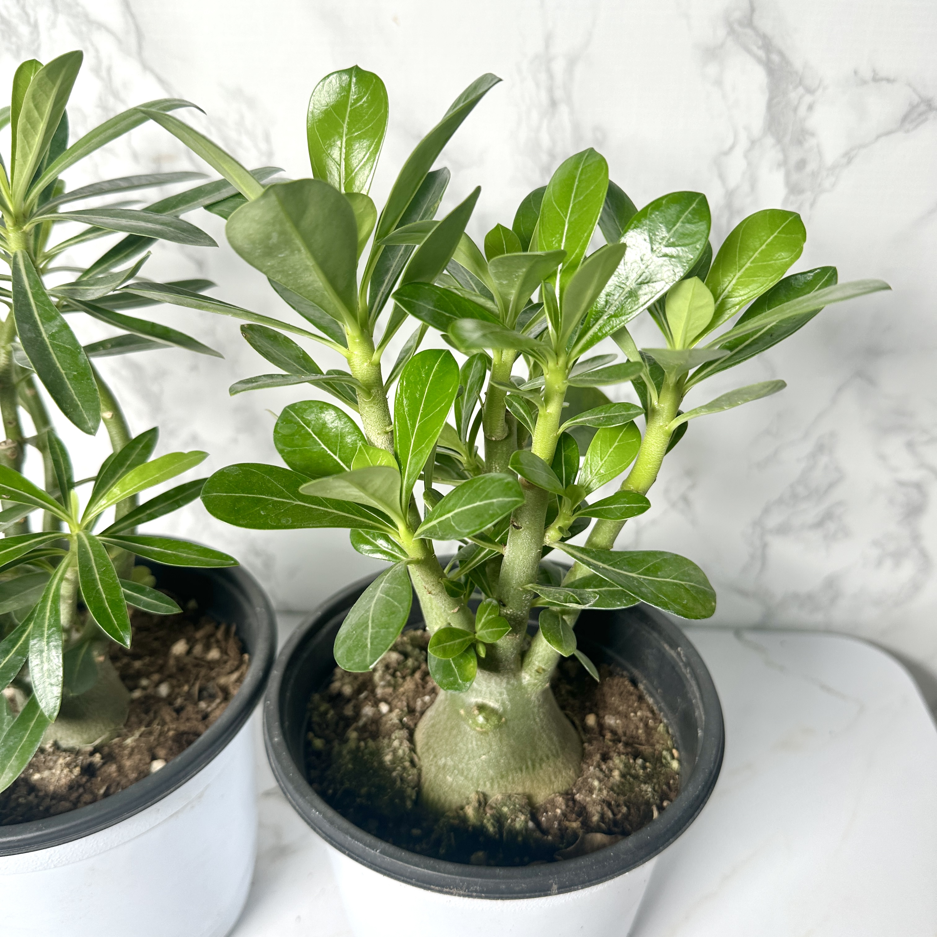 사막의장미 석화 키우기, 물주기, 인테리어식물