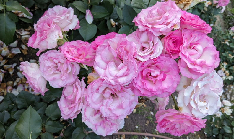 향이 짙은 장미송이들