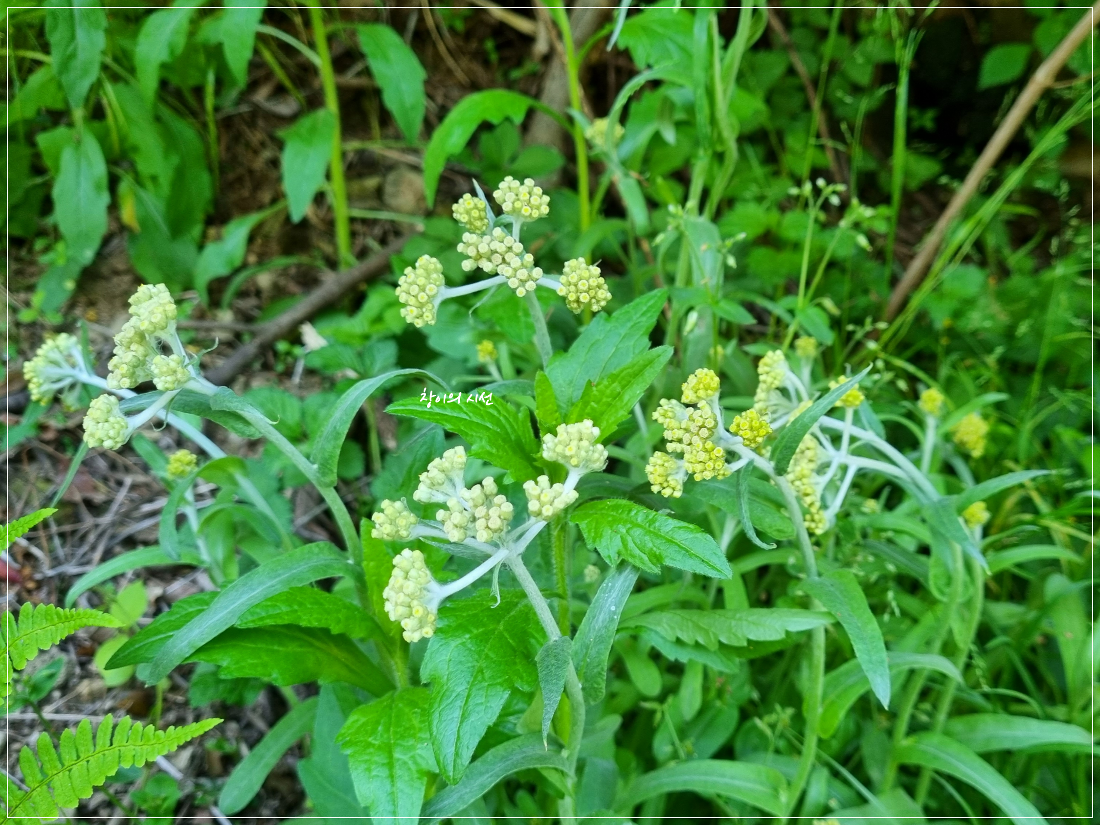 떡쑥, 꽃말, 야생화, 들꽃, 풀꽃, 식용식물, 약용식물
