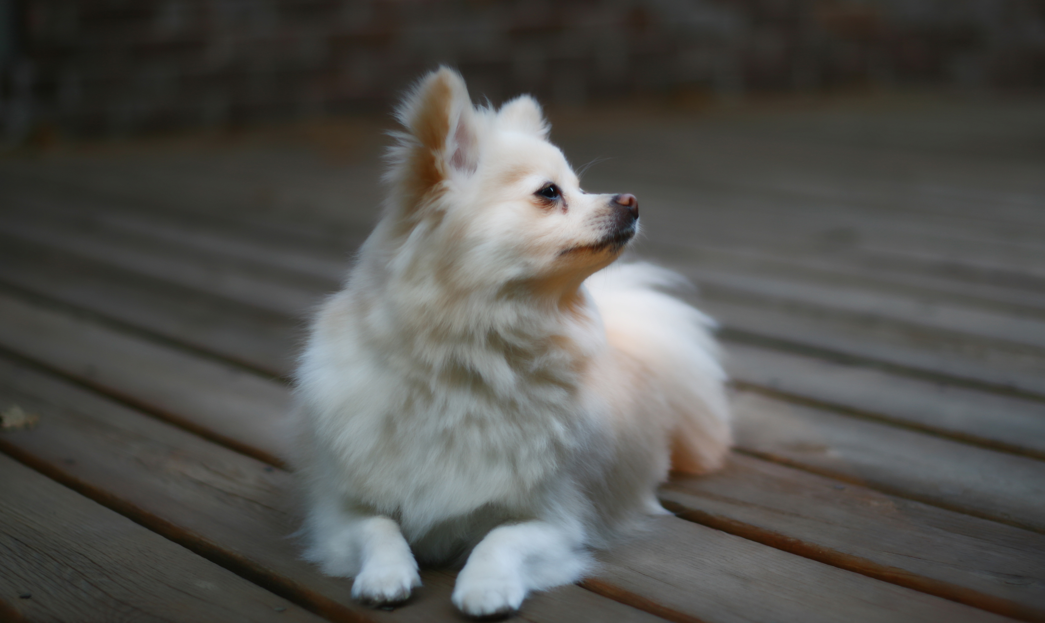 강아지 이름 순위 관련 사진