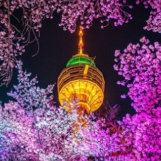 북부동 봄의 눈꽃축제