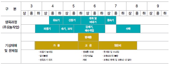 강낭콩 생육 과정과 수확시기