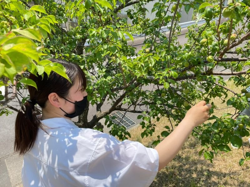 매실 수확시기, 적기