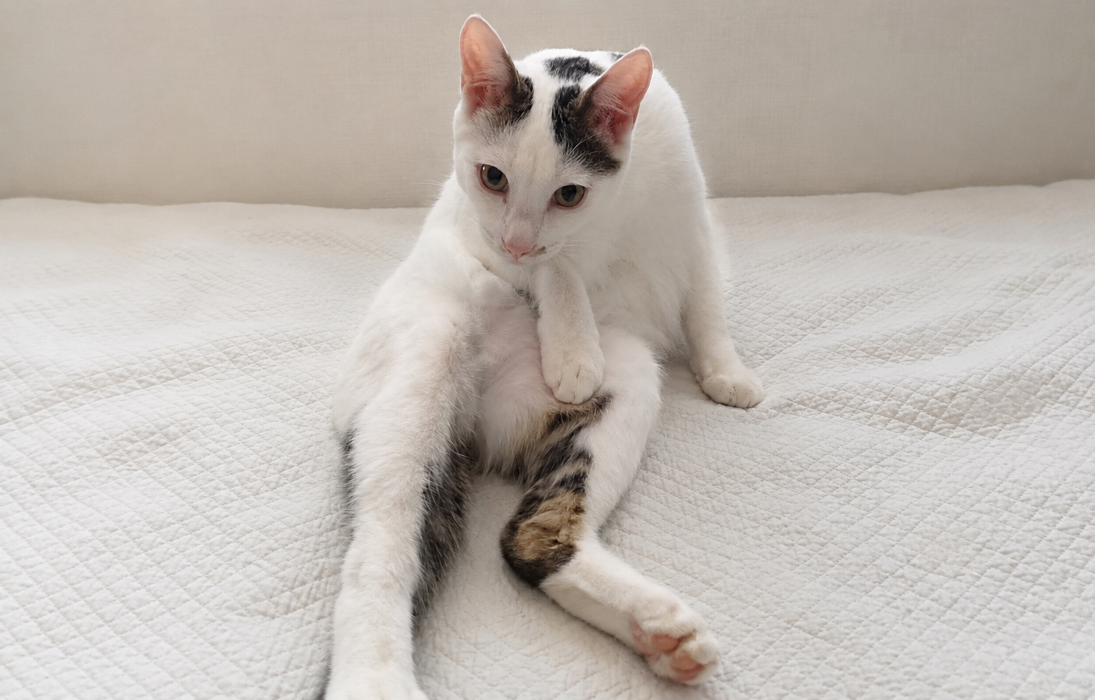 고양이 중성화 수술 시기