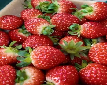 논산딸기축제_31