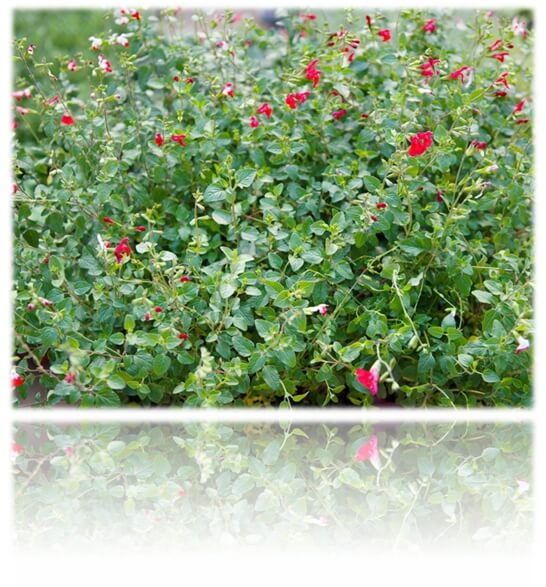 체리 세이지와 핫립 세이지