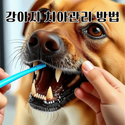 반려견 치아관리