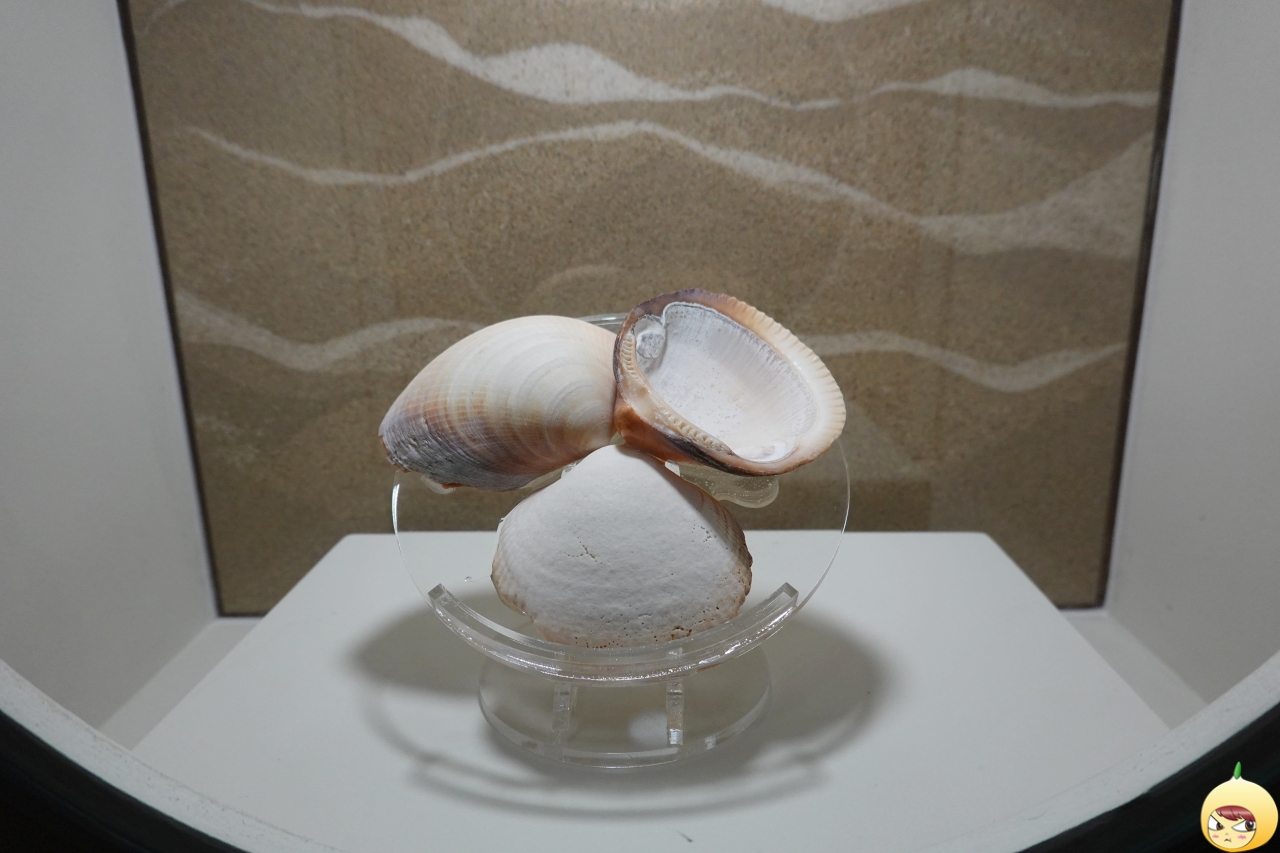 투박조개(속갈색조개)