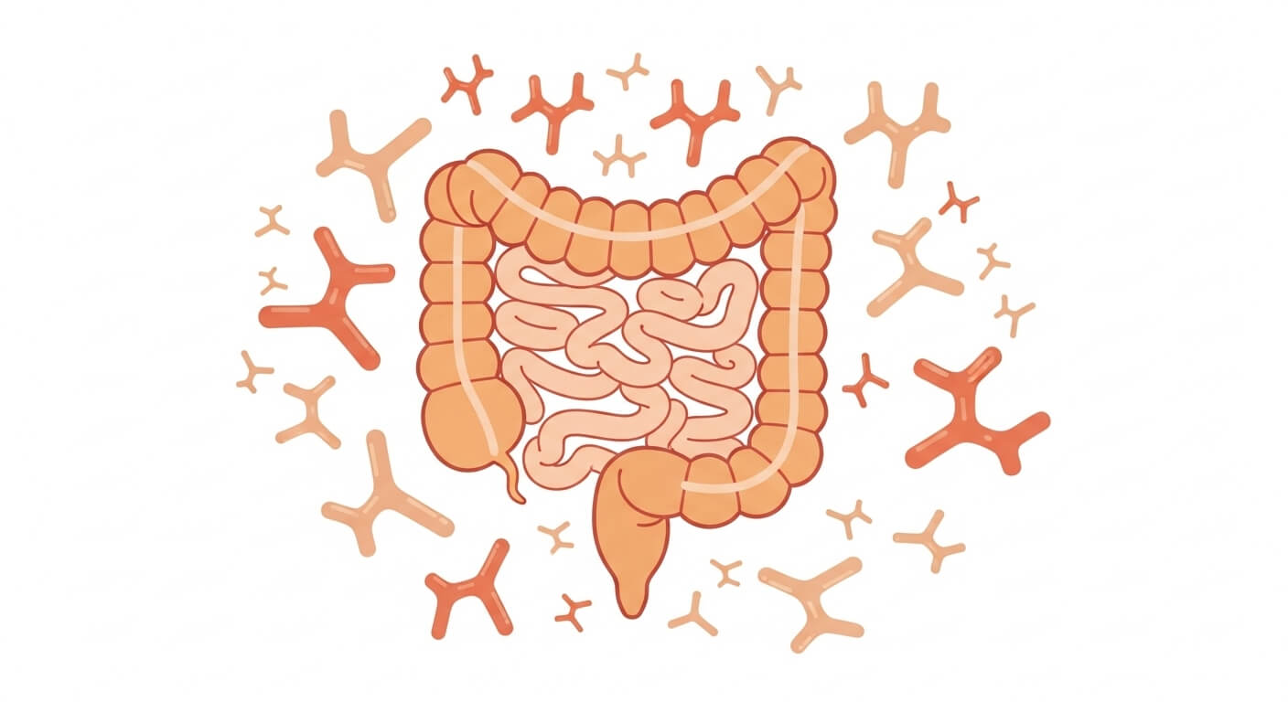 비피더스: 대장 건강의 핵심 파수꾼