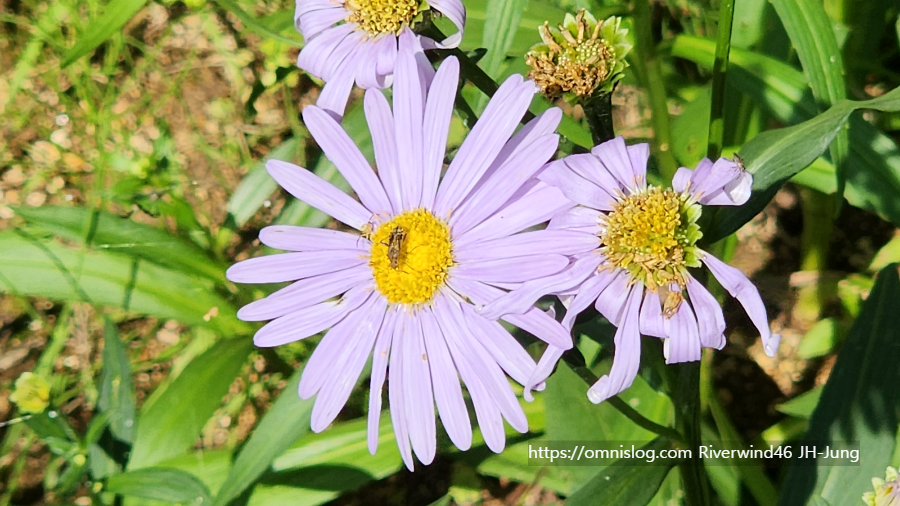 벌개미취(Aster koraiensis) 자원(紫苑)