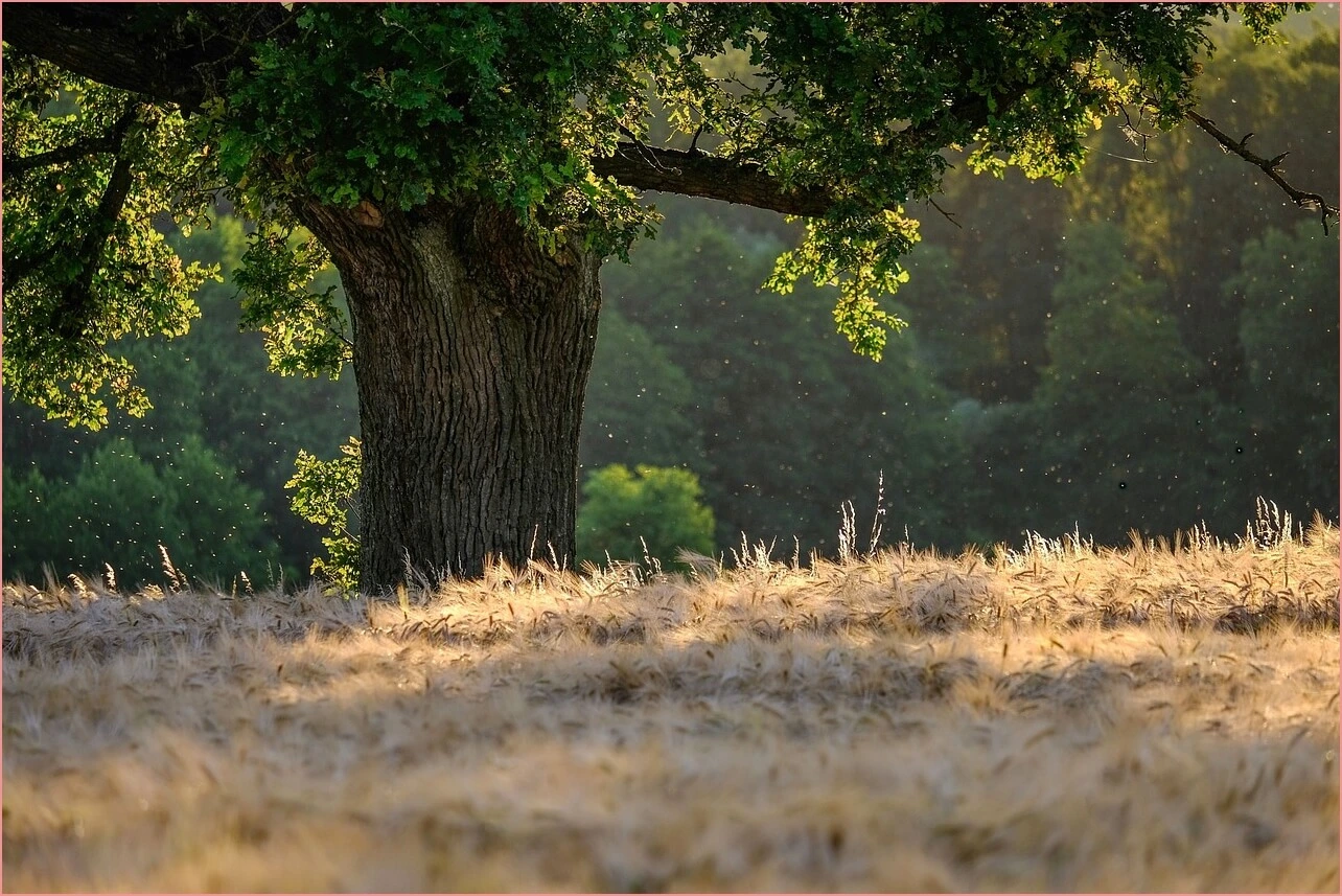 정부24 모바일 신분증 발급
