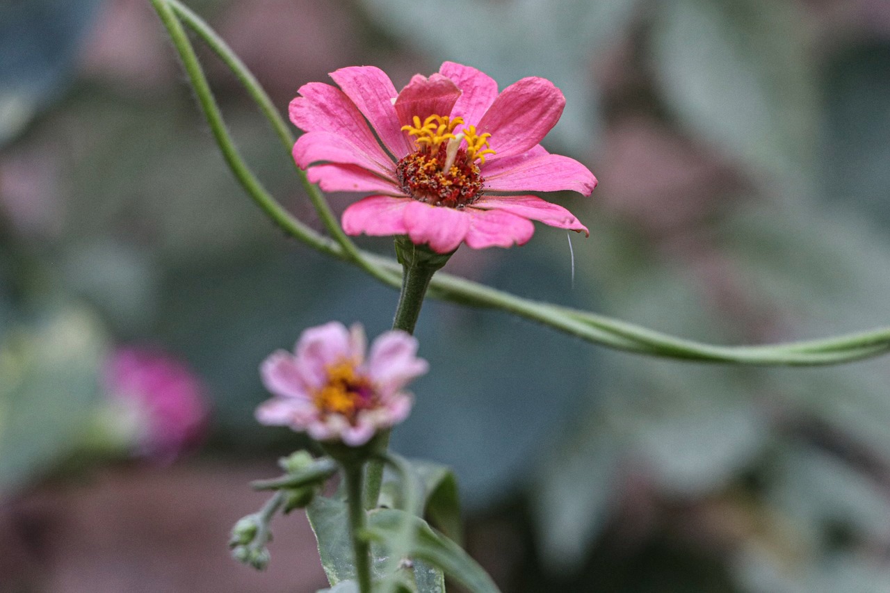 안동 병산서원 배롱나무 꽃