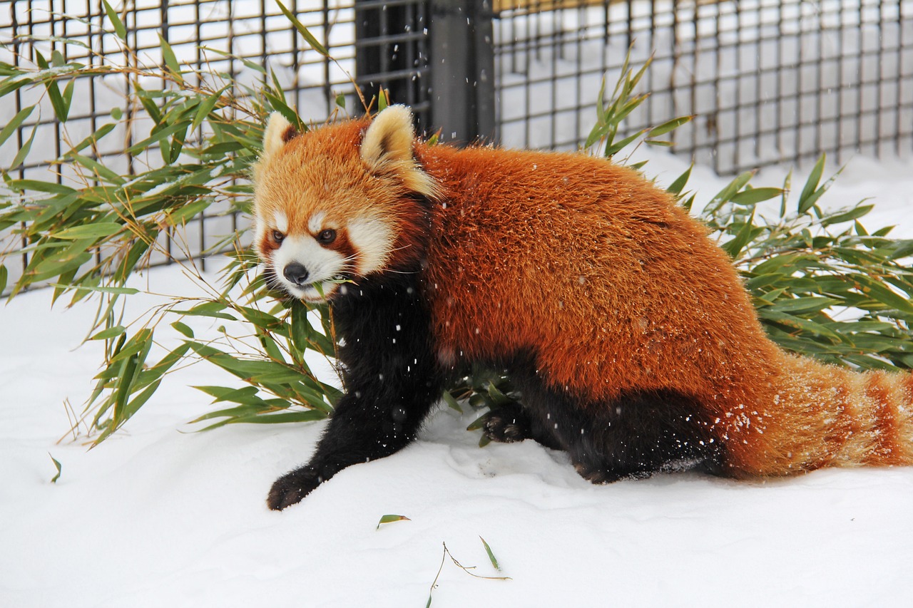 red panda