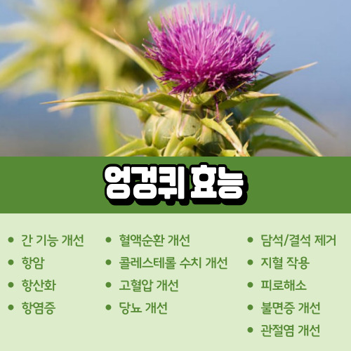 엉겅퀴_효능