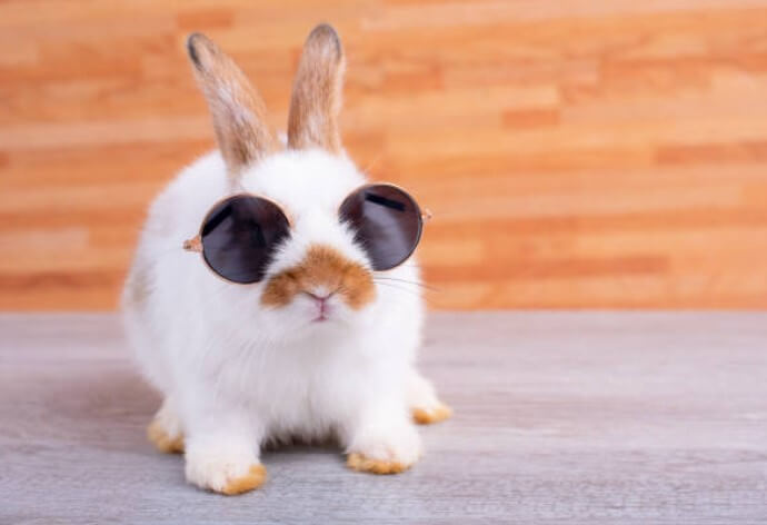 2024년 토끼띠 운세