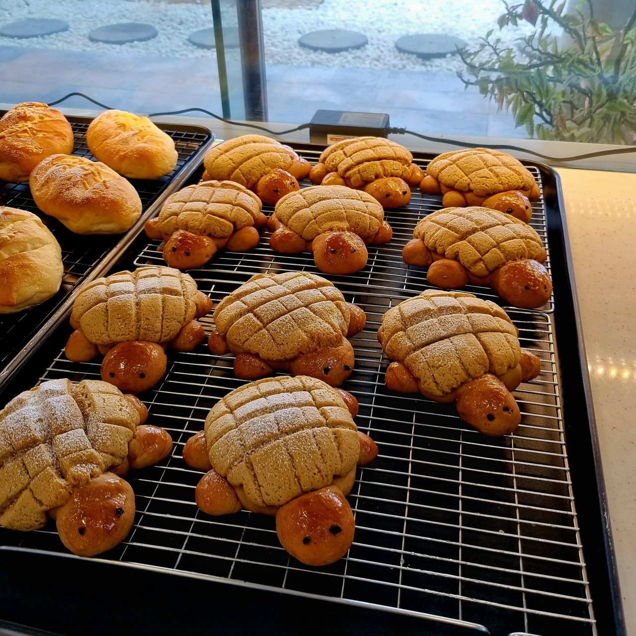 거북이 소보루 소금빵 사진