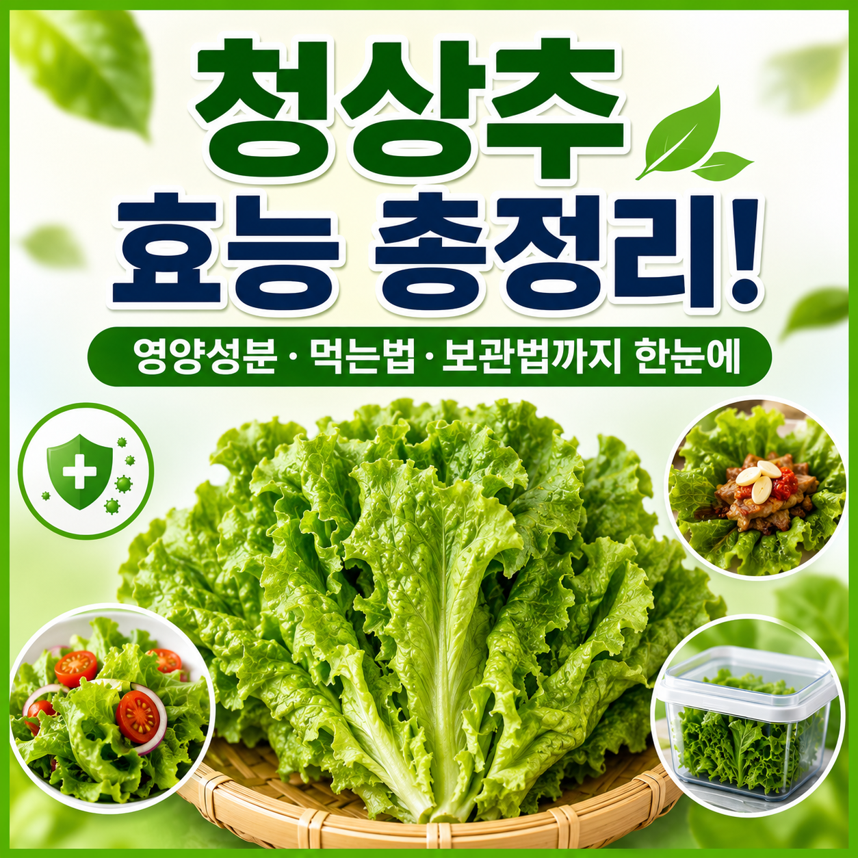 청상추 효능