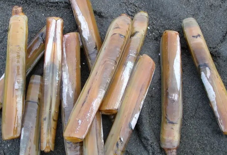 맛조개_갯벌_사진