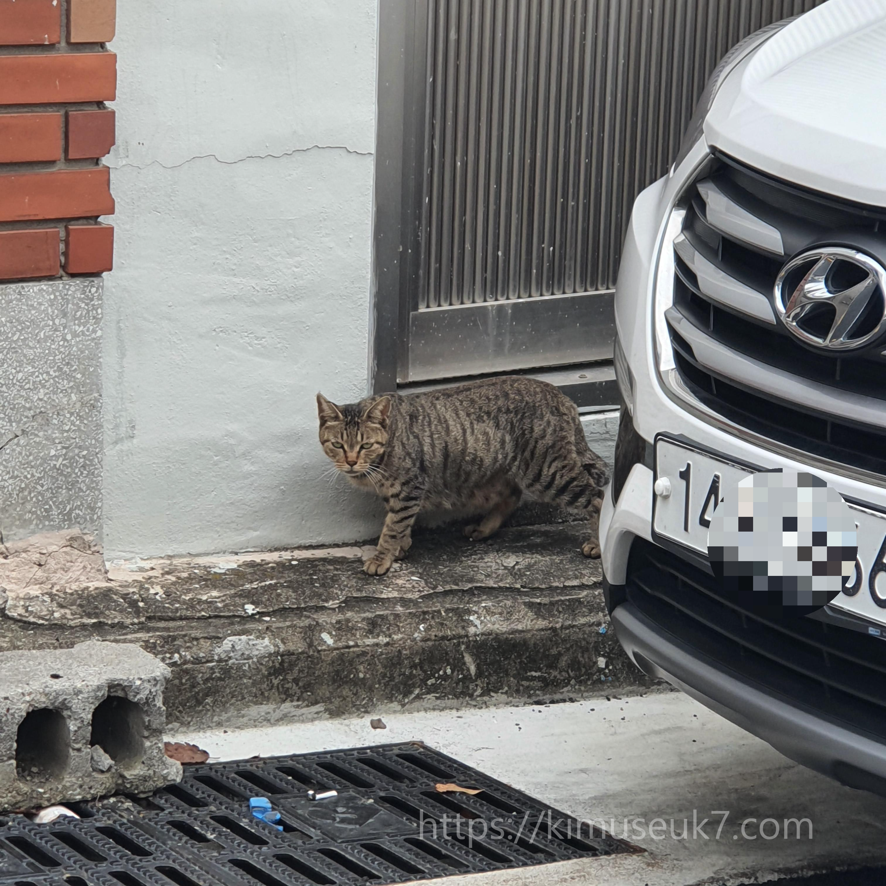 길 위의 어미, 집 안의 고양이
