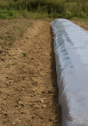 가을당근 파종시기