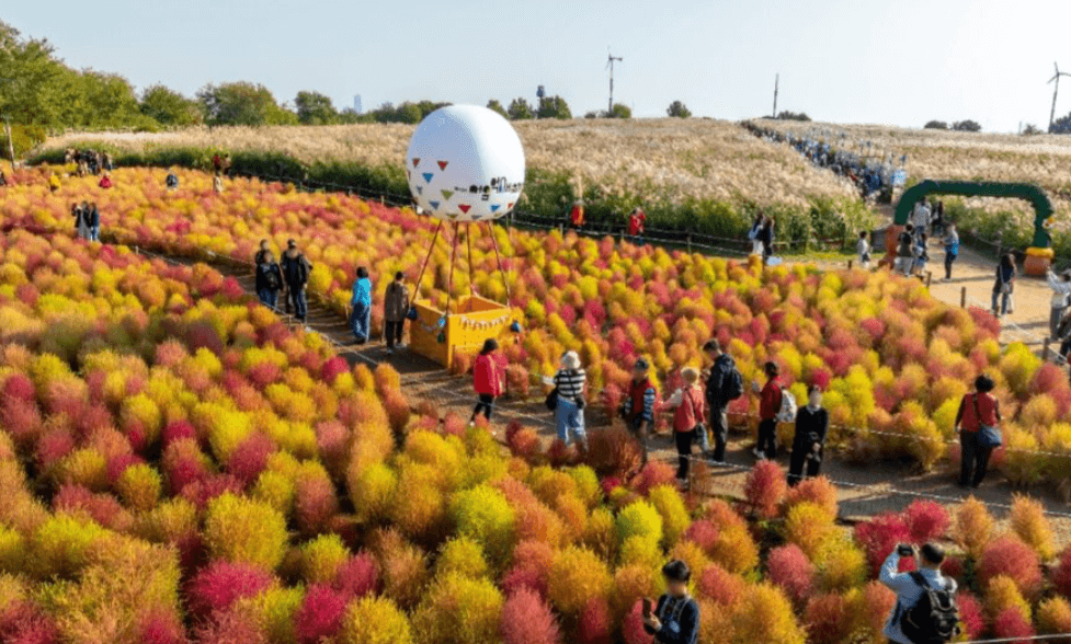 서울억새축제