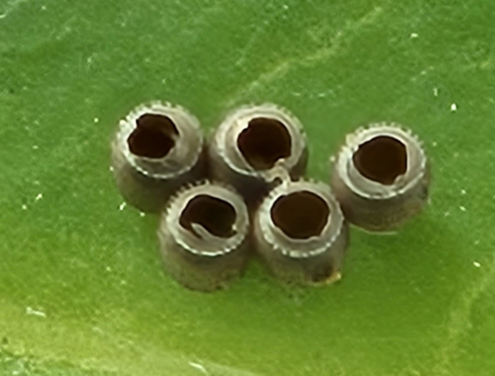 갈색날개노린재6