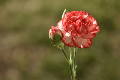 스승의 날 선물