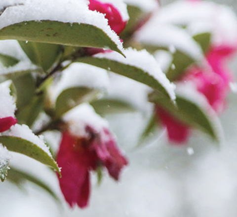 신안 섬 겨울 꽃축제 일정 입장료 할인혜택