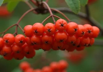 마가목 열매 효능 먹는 법 부작용 포함 10가지 정리_17