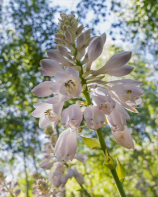 화담숲 예약 입장료 할인 입장시간 화담채 모노레일 단풍 맛집