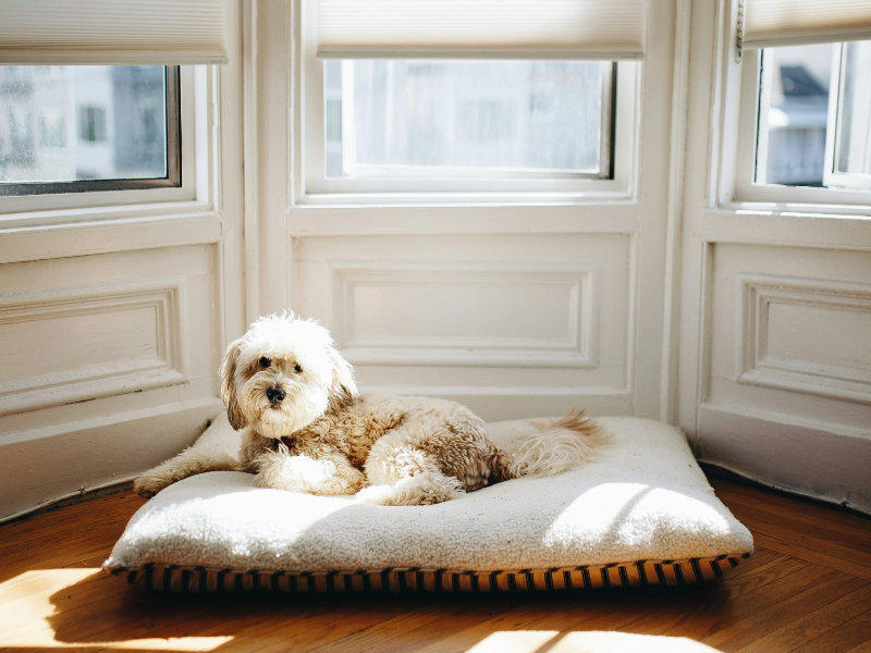 창가아래 마루에 앉아있는 강아지