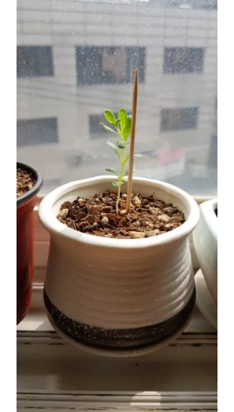 라벤더 키우기 물주기 향기관리 통풍일조 집에서도 가능한 관리_8