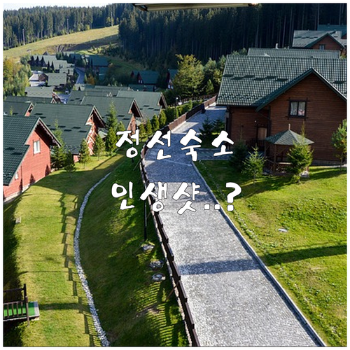 정선 여행 숙소 추천 파인포레스트 파..