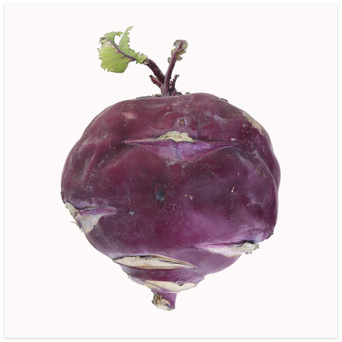 콜라비-효능