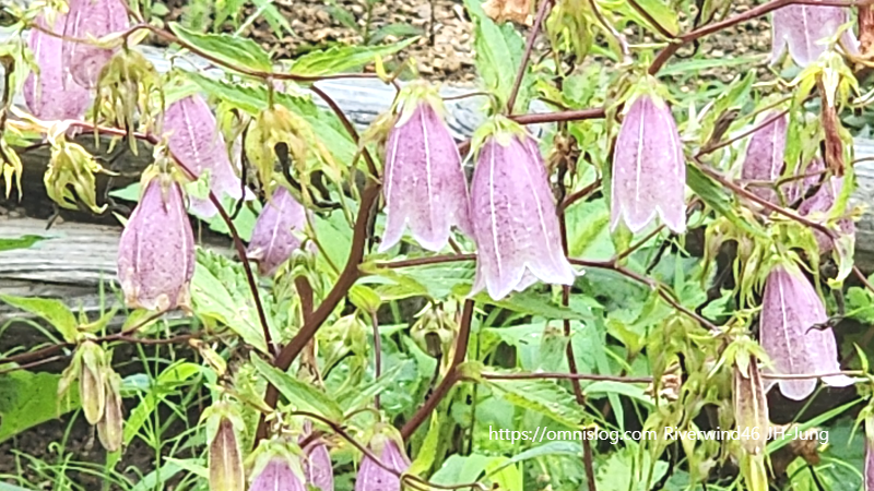 섬초롱꽃, Campanula takesimana