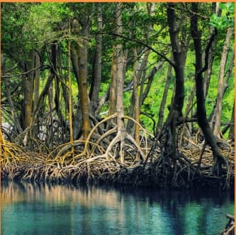 탄소잡는 맹그로브 숲