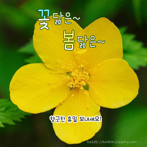꽃닮은-봄닮은