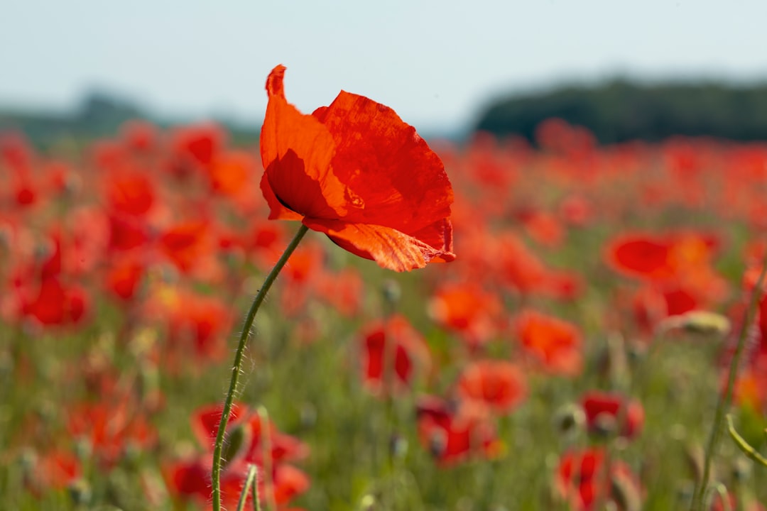 Poppy