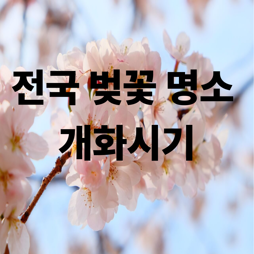 2026 전국 벚꽃 명소 총정리 🌸 올해 꼭 가야 할 봄 여행지