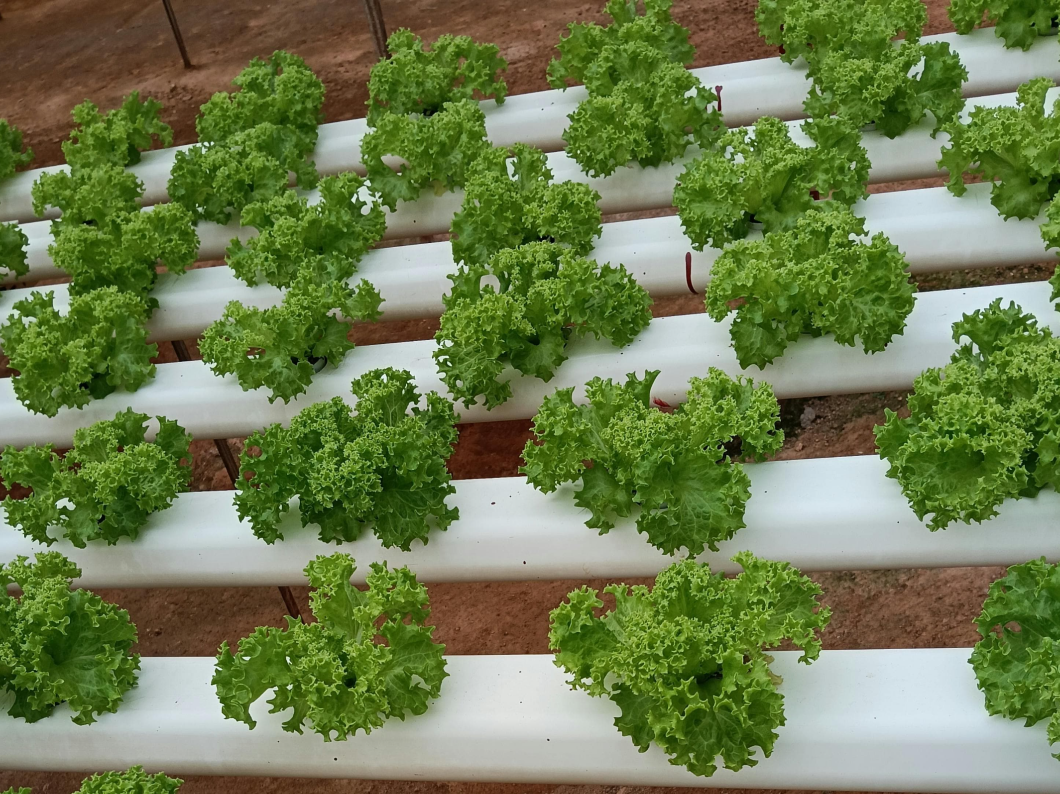 스마트팜 기술은 어디까지 발전했을까 현재 수준 정리