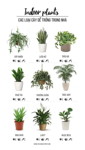 욕실 식물 추천 습도사랑 종류 물주기 환기요령 곰팡이 예방 팁_30