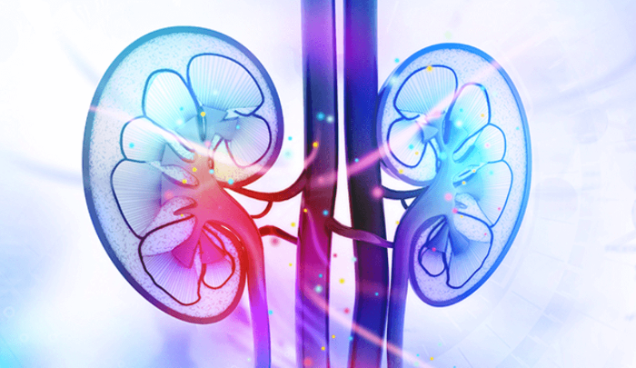 신장 이상 증상의 이해