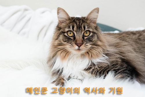 메인쿤 고양이의 역사와 기원