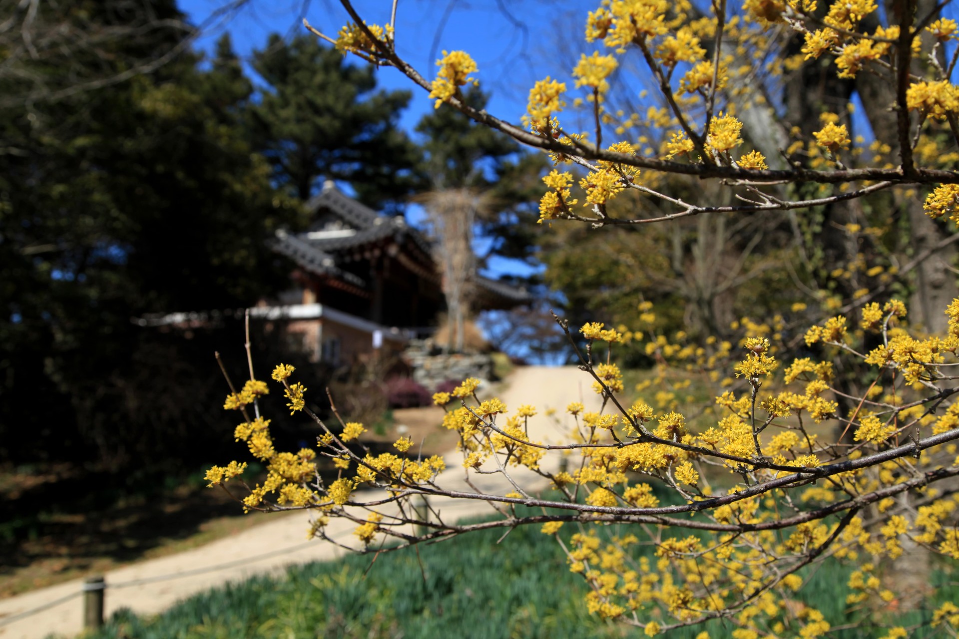 천리포수목원 봄축제 태안 꽃축제 목련 개화시기 충남 봄여행 가볼만한곳 맛집 카페 벚꽃 명소