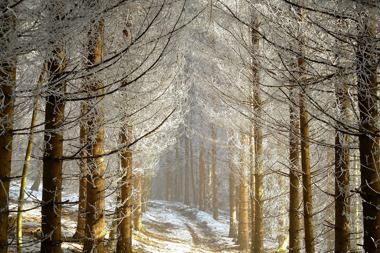 넥스가드 스펙트라