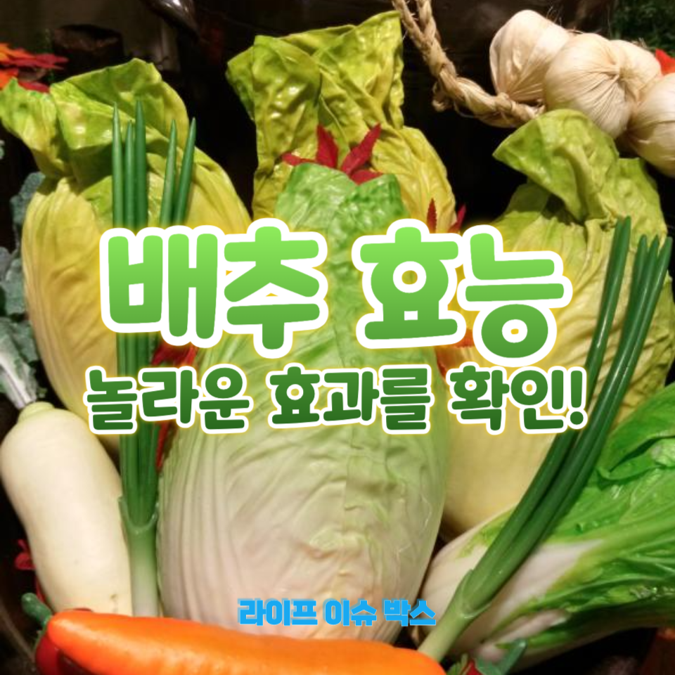 배추 효능